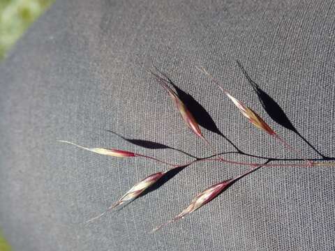 صورة Helictochloa versicolor (Vill.) Romero Zarco