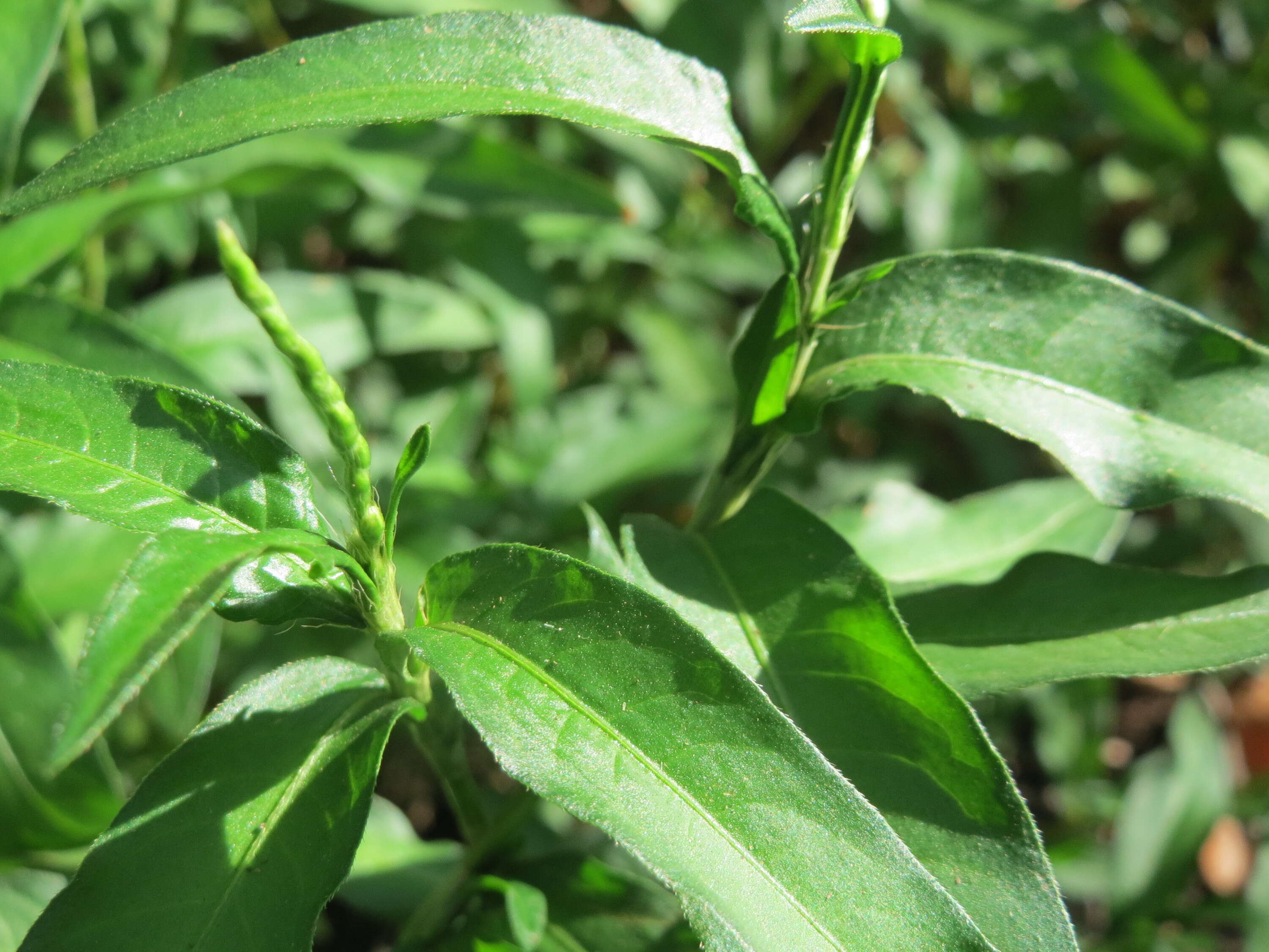 Image of Water-pepper