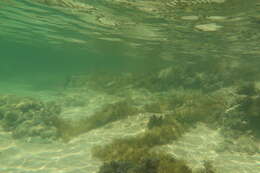 Image of Australian herring