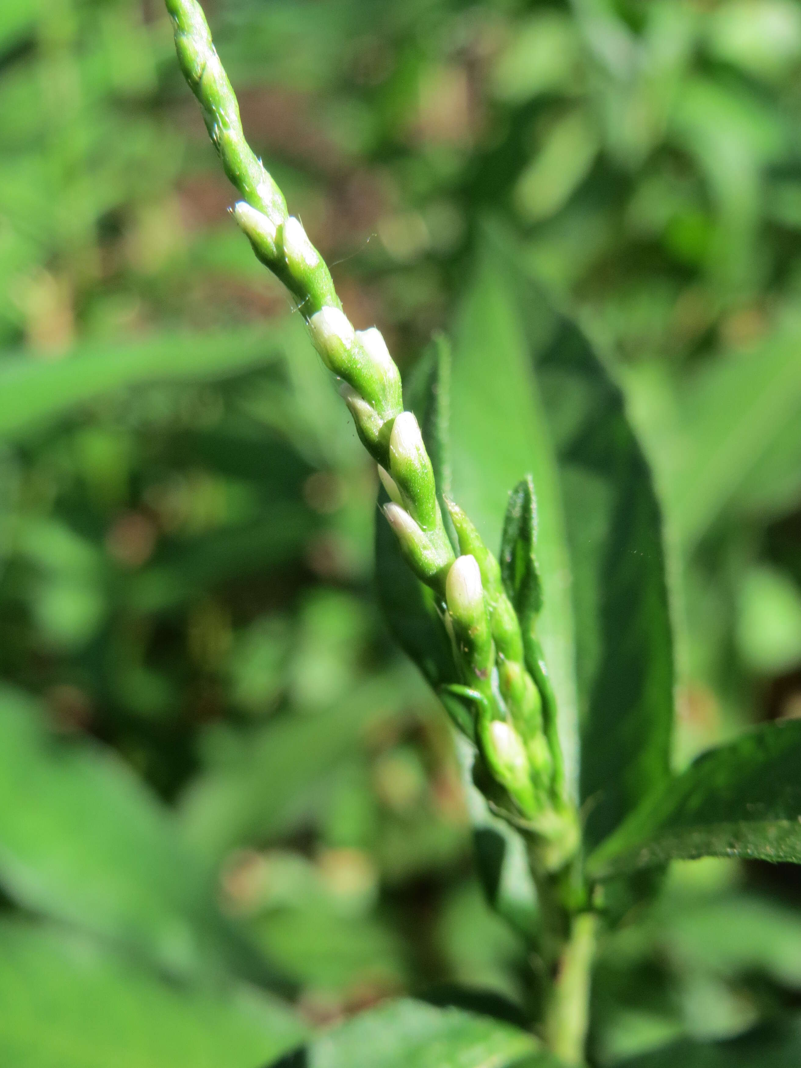 Image of Water-pepper