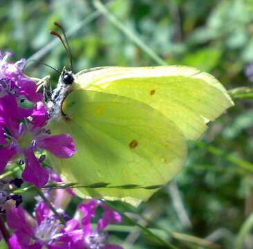 Imagem de Gonepteryx rhamni (Linnaeus 1758)