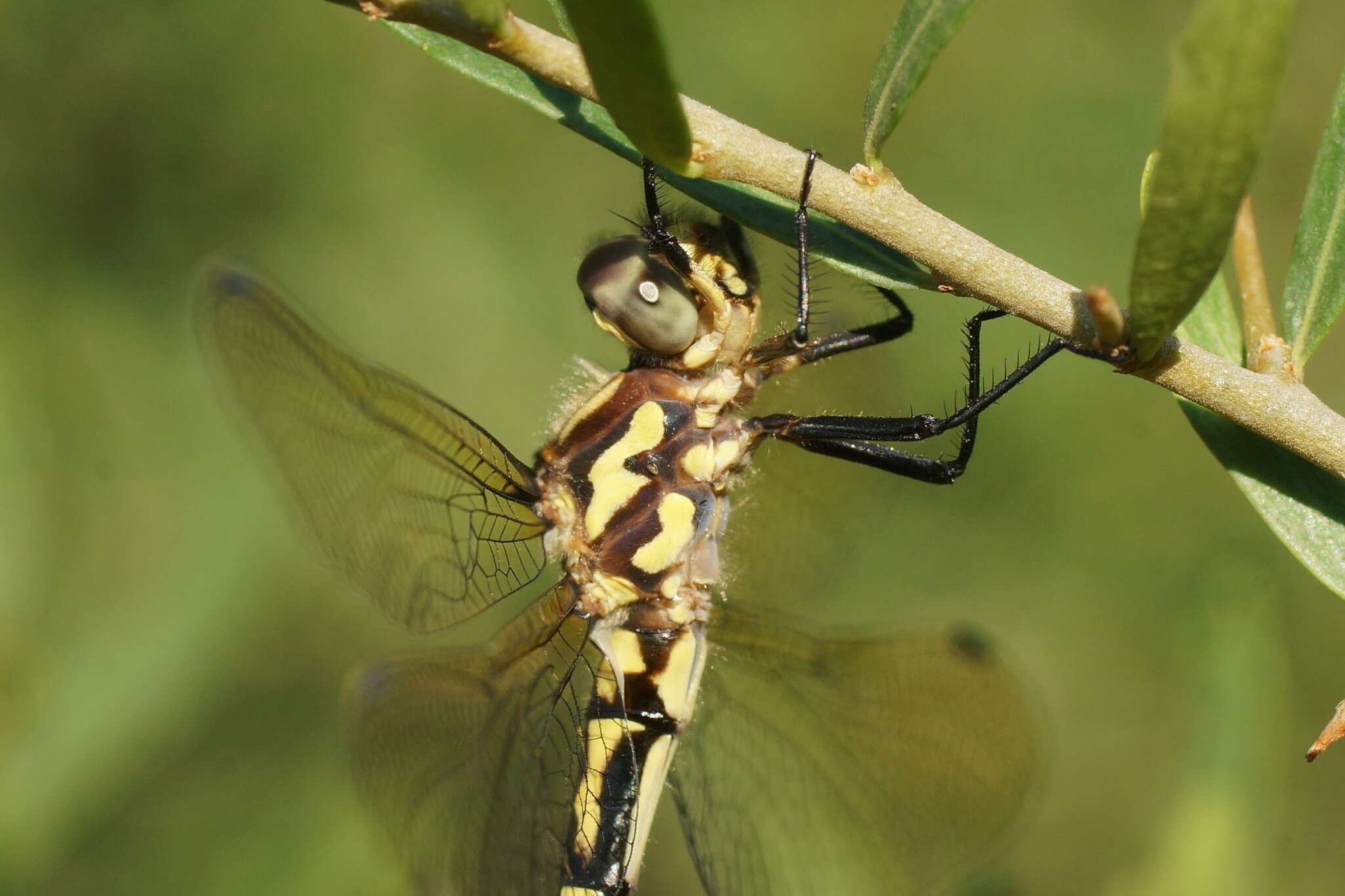 Image of Eusynthemis virgula (Selys 1874)