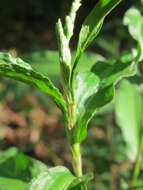 Image of Water-pepper