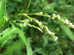 Image of Water-pepper