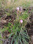 Plancia ëd Hesperantha schelpeana Hilliard & B. L. Burtt