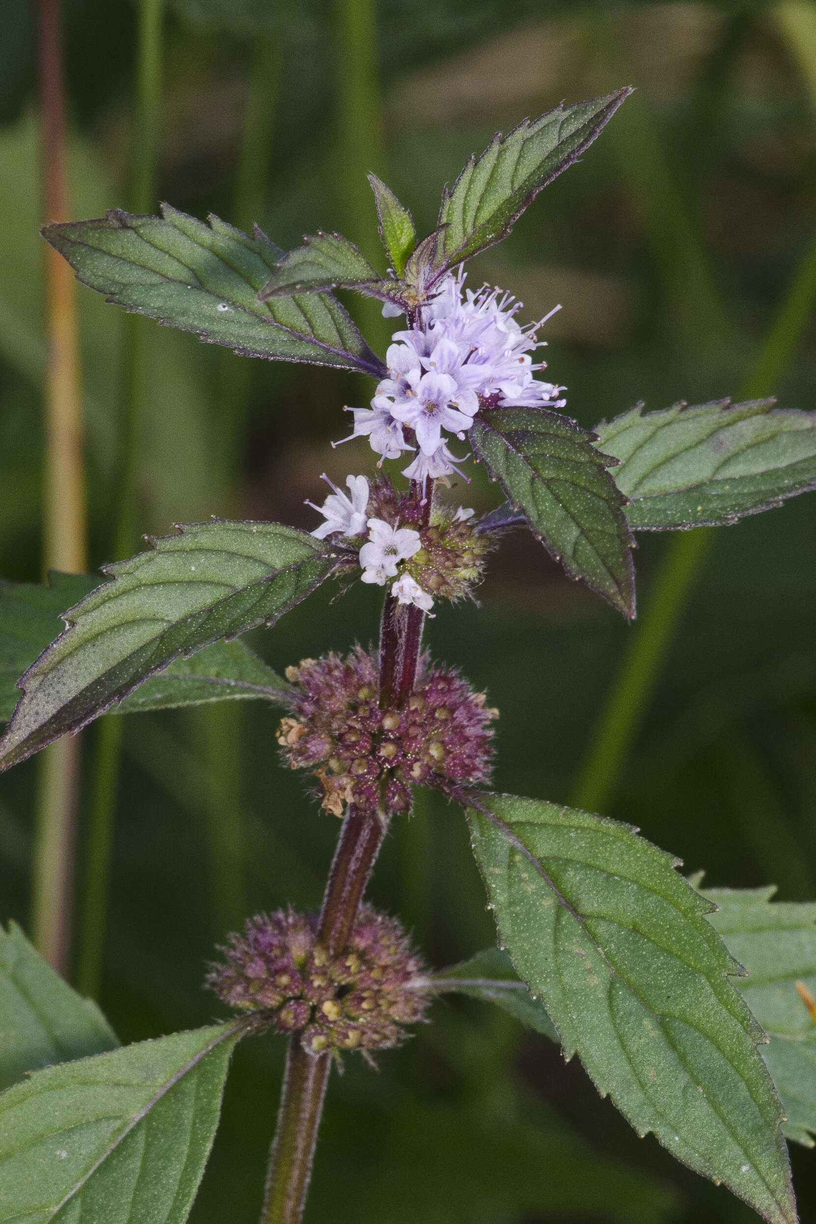 Image of Mentha canadensis L.