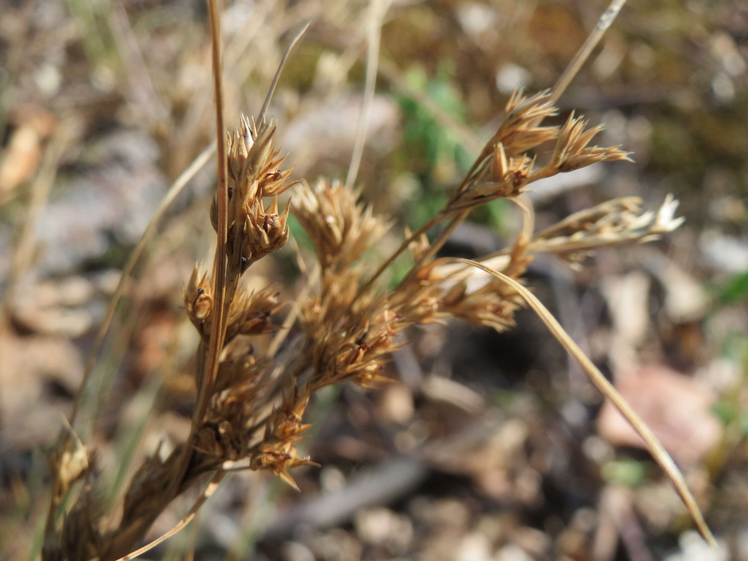 Image of Slender rush