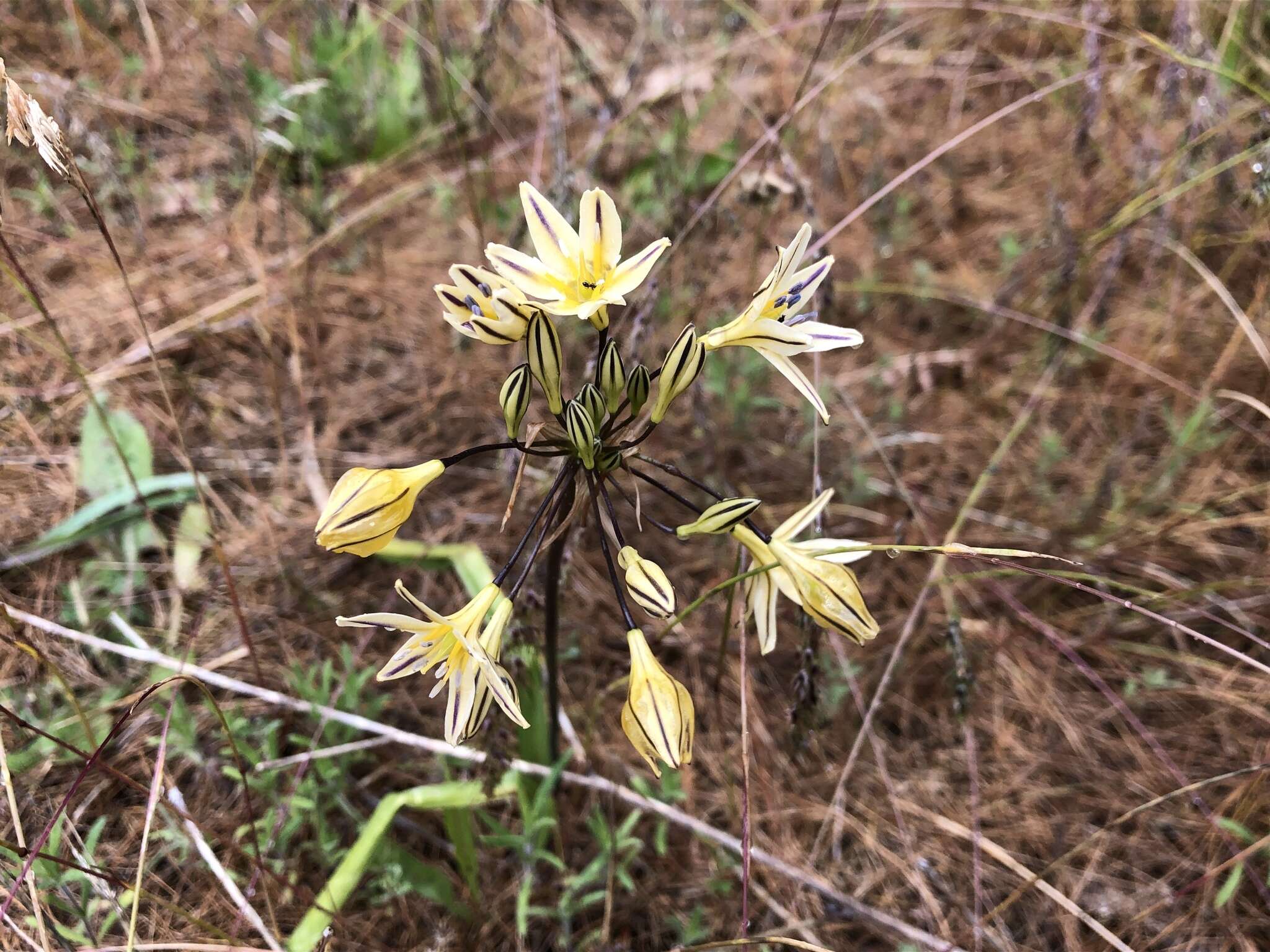 Image of Henderson's triteleia