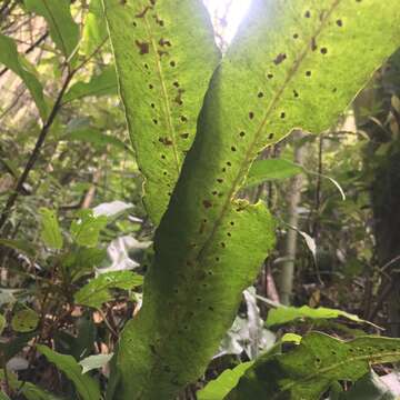 Image of Fortune's Ribbon Fern