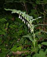 Image of Common Solomon’s-seal