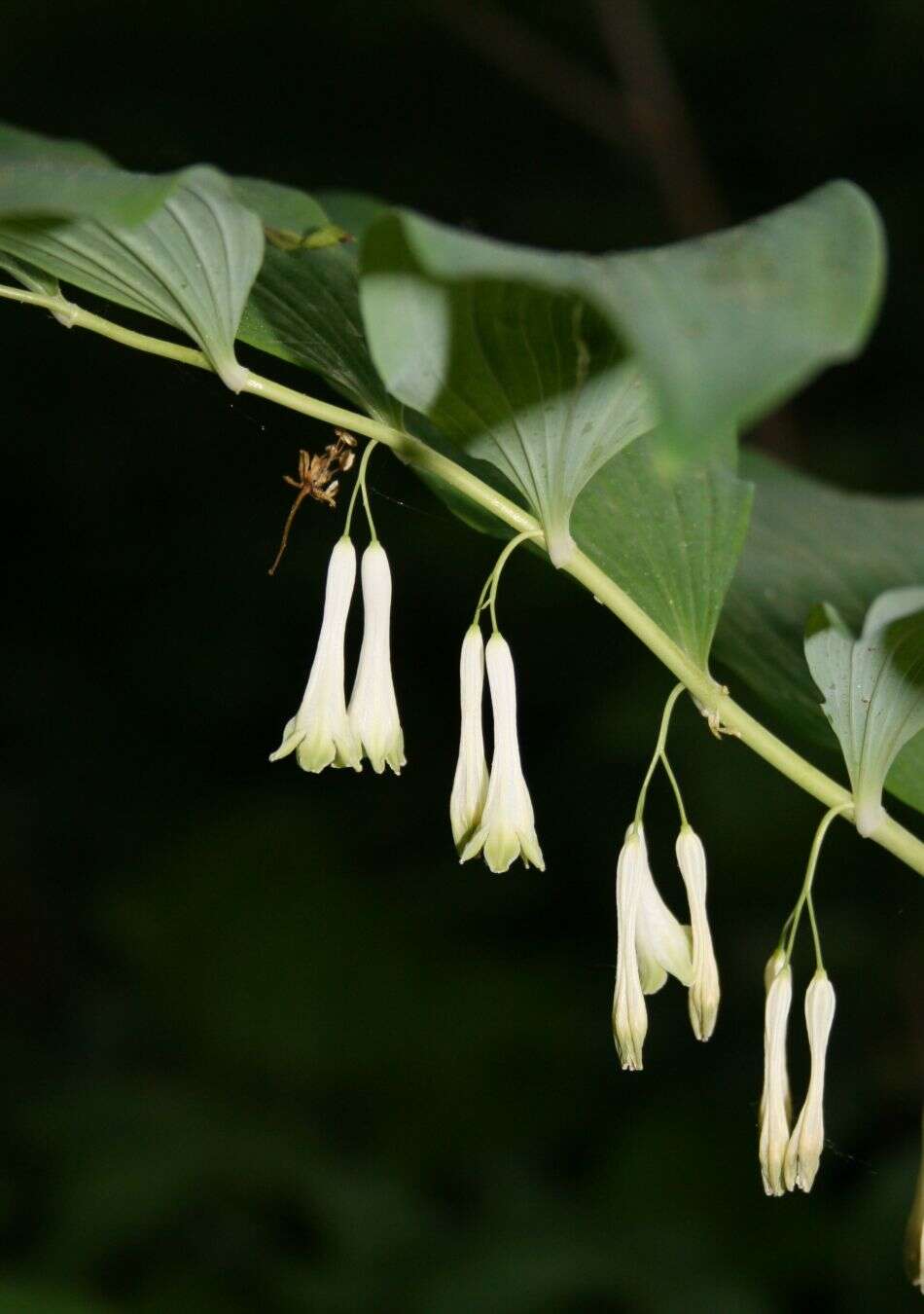 Image of Common Solomon’s-seal