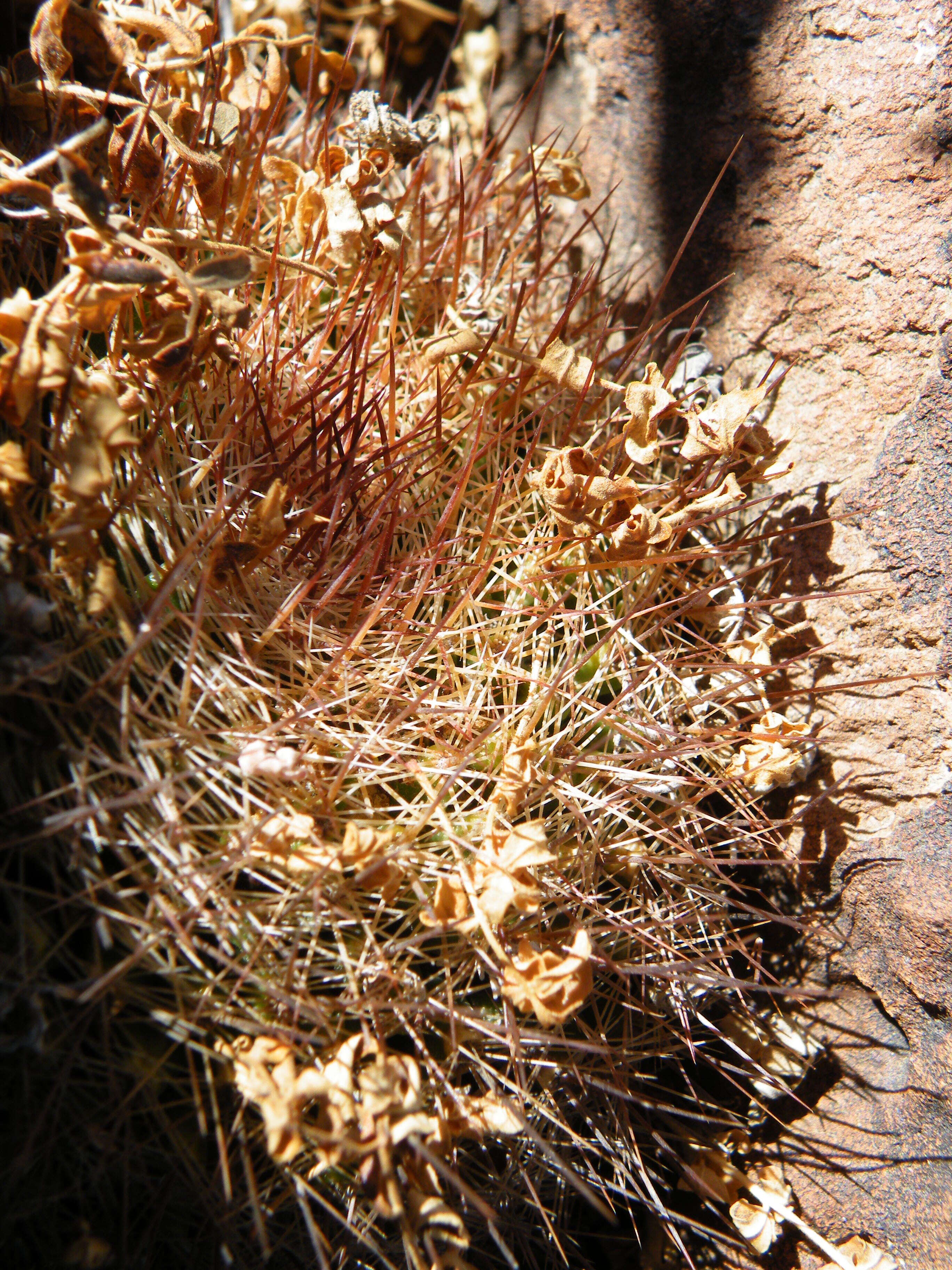 Image de Mammillaria brandegeei (J. M. Coult.) Engelm. ex K. Brandegee