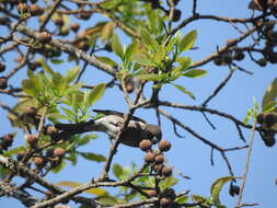 Image of Brown Bullfinch