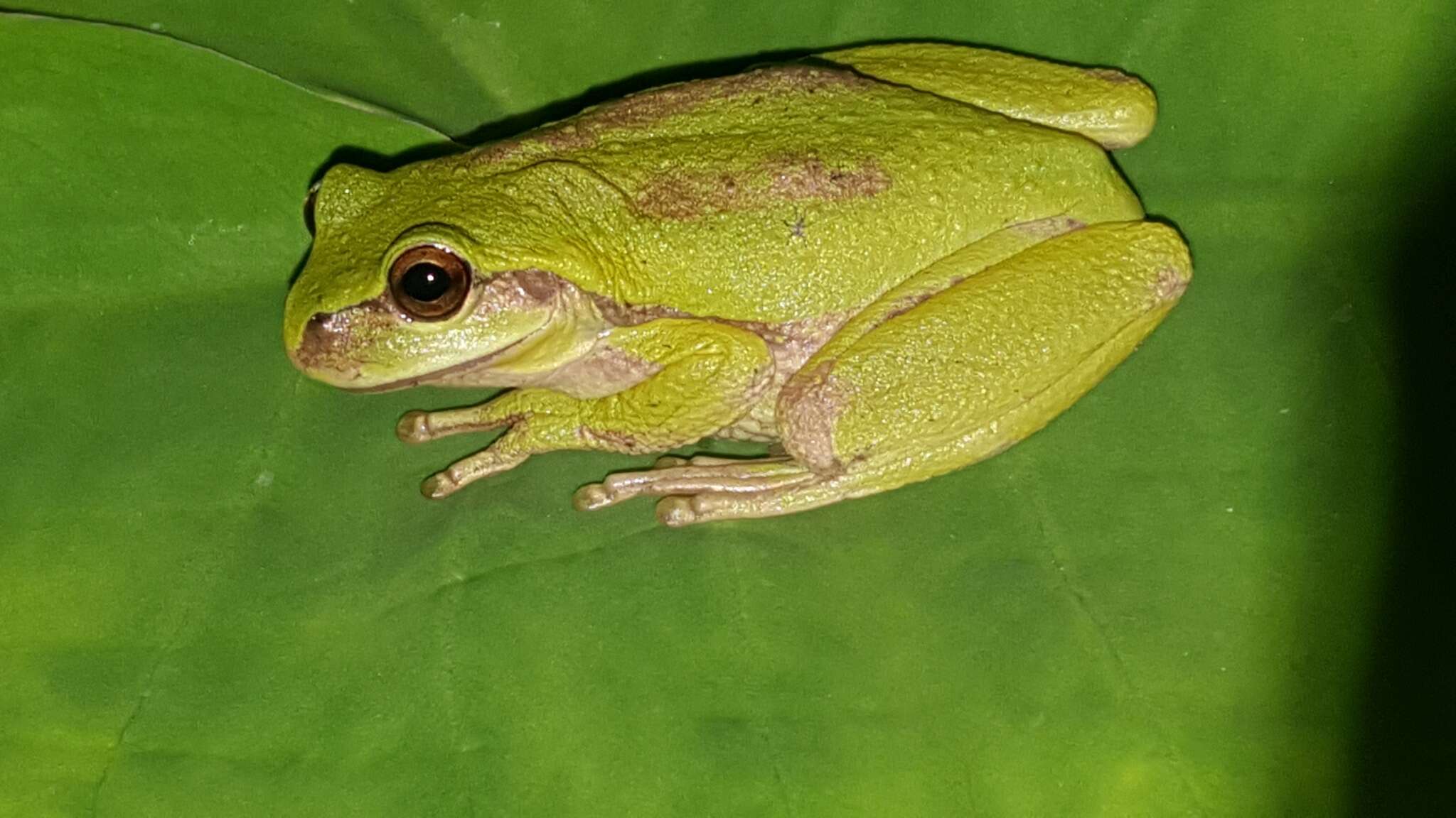 Imagem de Dendropsophus luddeckei Guarnizo, Escallón, Cannatella & Amézquita 2012