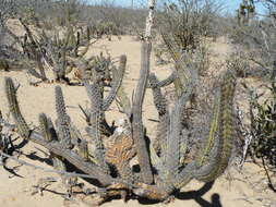 Image of Organ Pipe Cactus