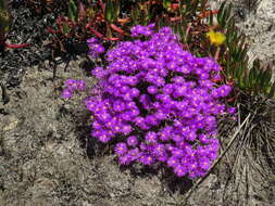 Image of Lampranthus emarginatus (L.) N. E. Br.