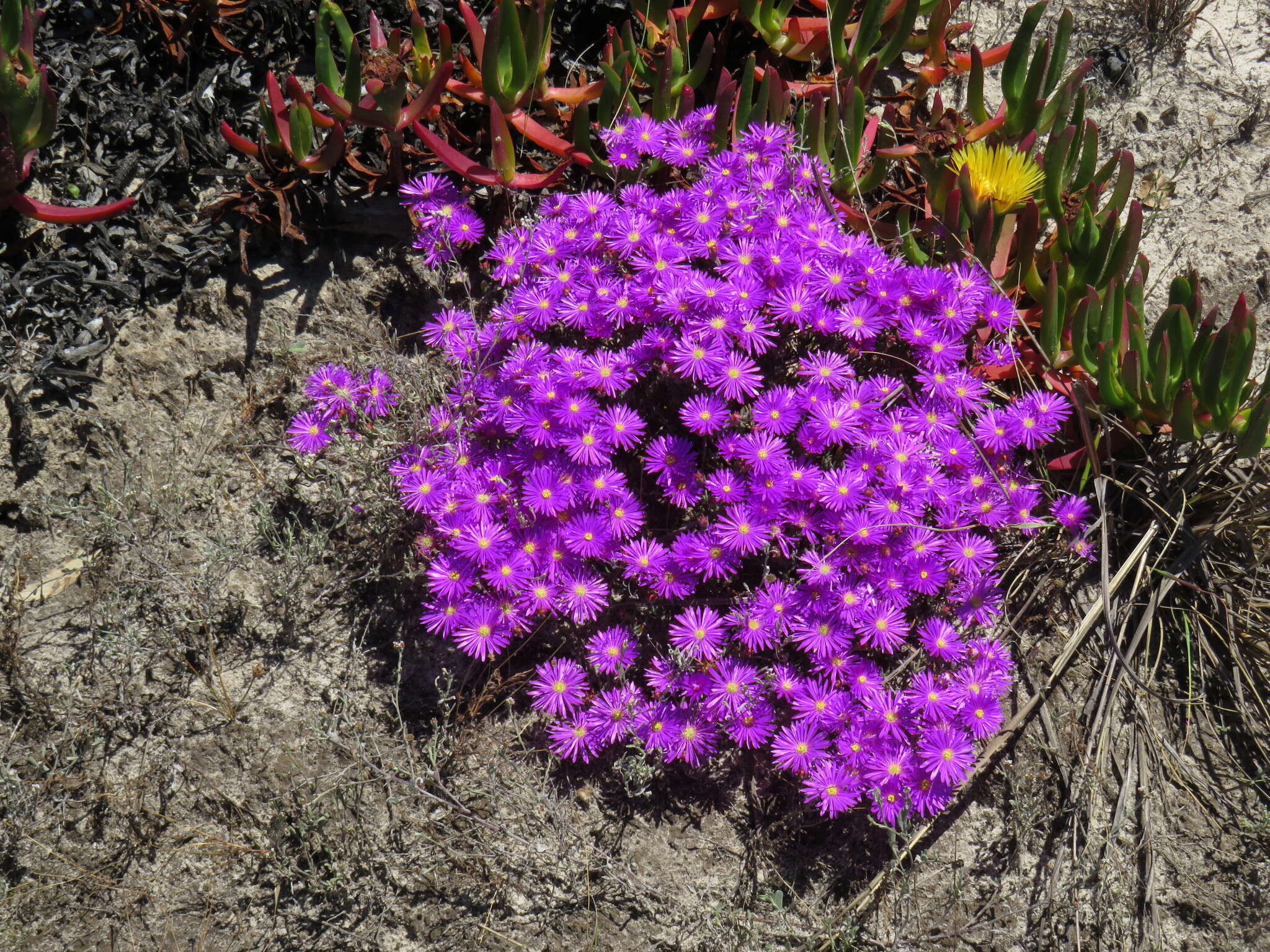 Image of Lampranthus emarginatus (L.) N. E. Br.