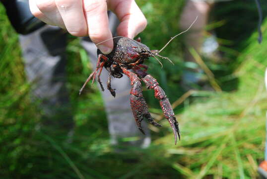 Imagem de Procambarus clarkii