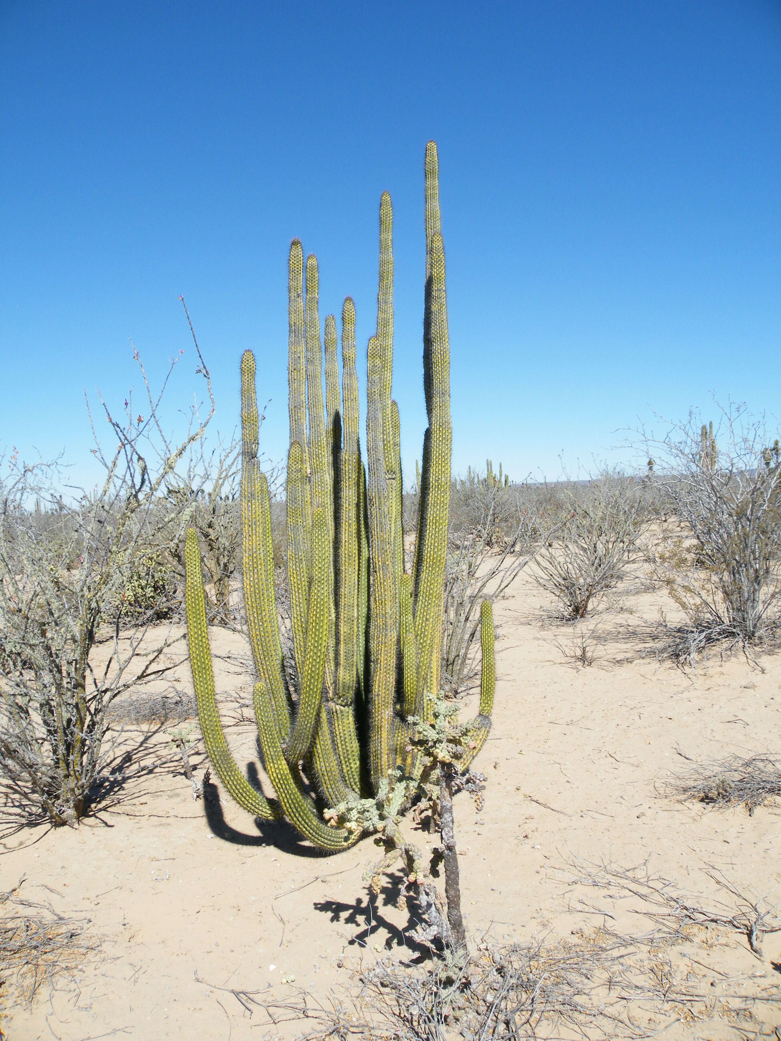 Image of Organ Pipe Cactus