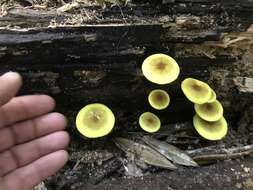 Image of Pluteus chrysaegis (Berk. & Broome) Petch 1912