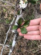 Image de Crataegus spathulata Michx.