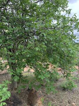 Image of Commiphora edulis (Klotzsch) Engl.