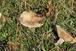 Image of Blue-leg