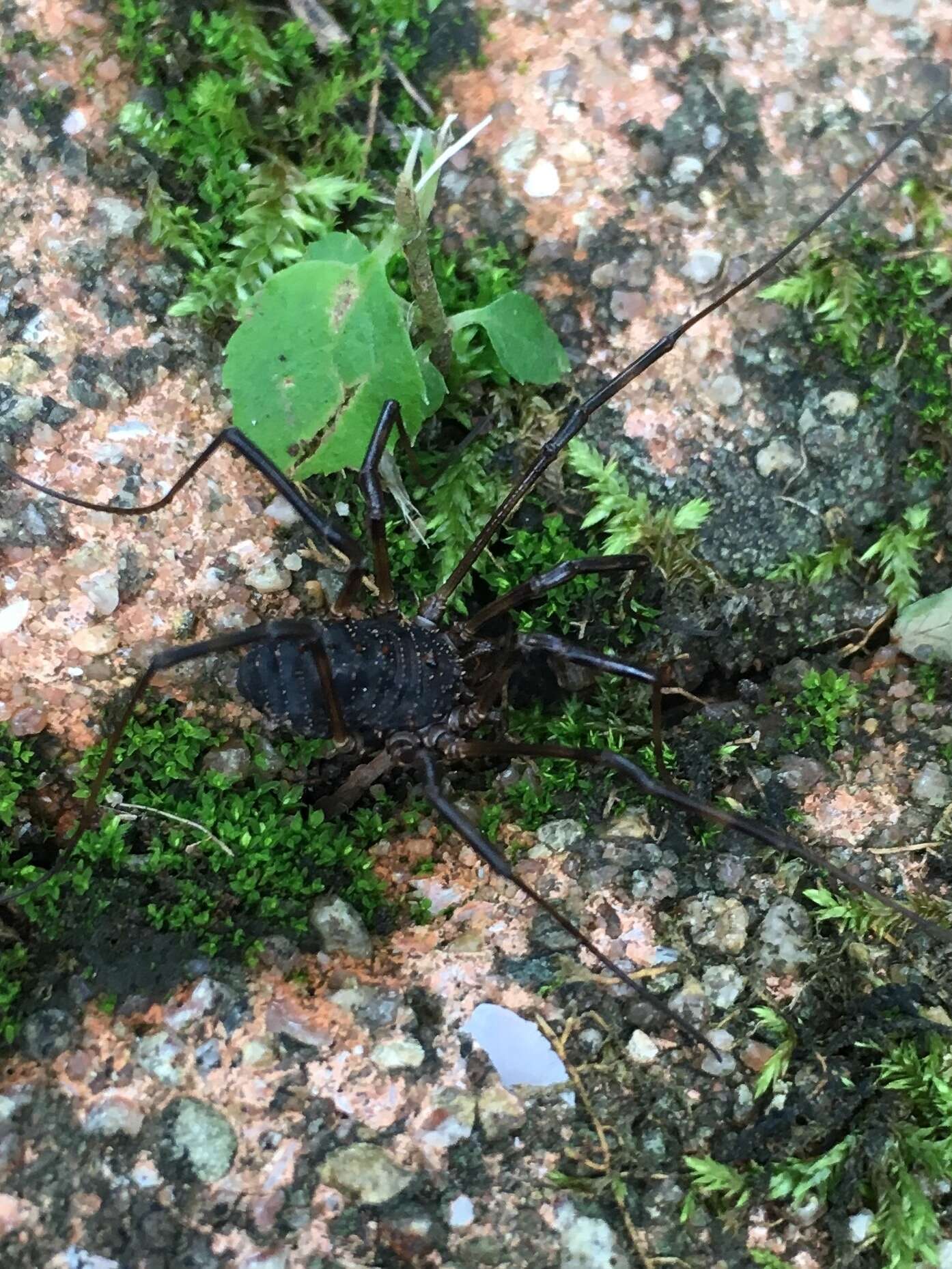 Sivun Himalphalangium spinulatum (Roewer 1911) kuva