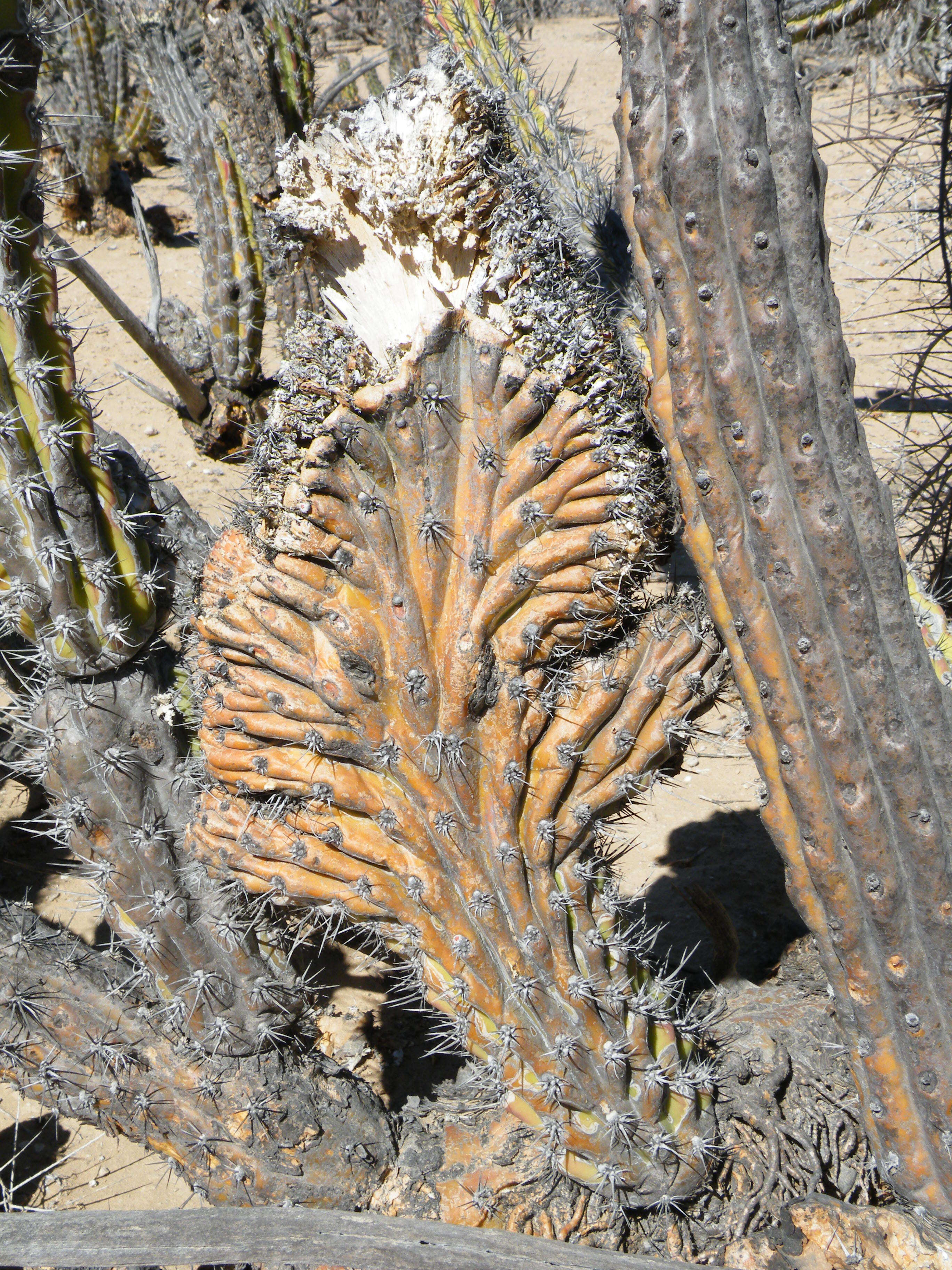 Image of Organ Pipe Cactus