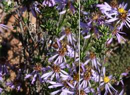 Image of Felicia filifolia subsp. schlechteri (Compton) Grau