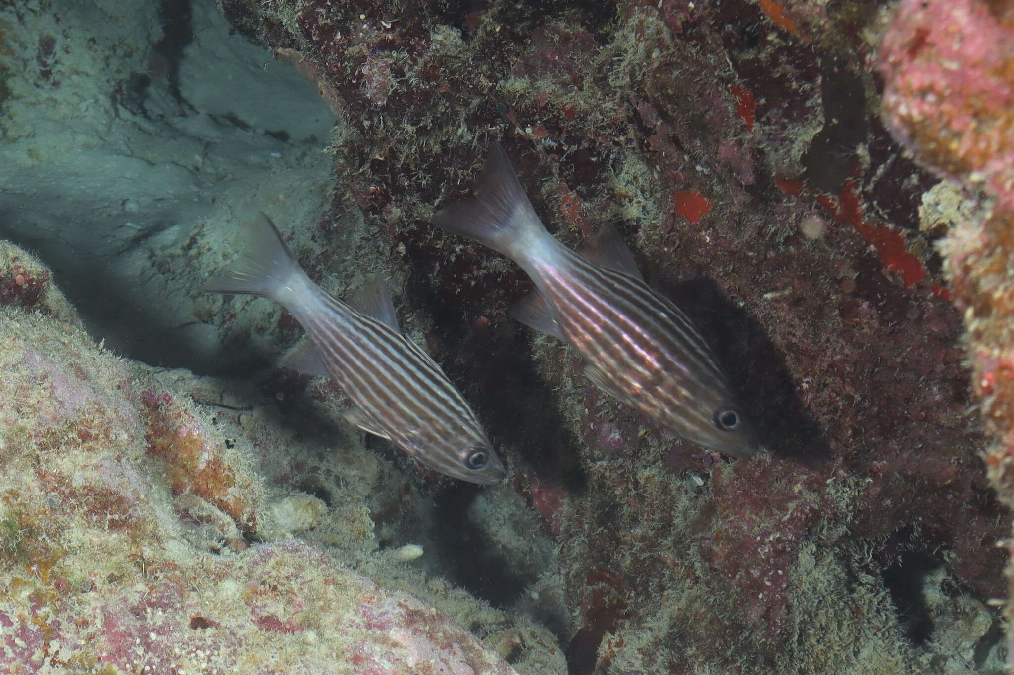 Image of Inbetween cardinalfish
