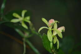 صورة Vanilla albida Blume