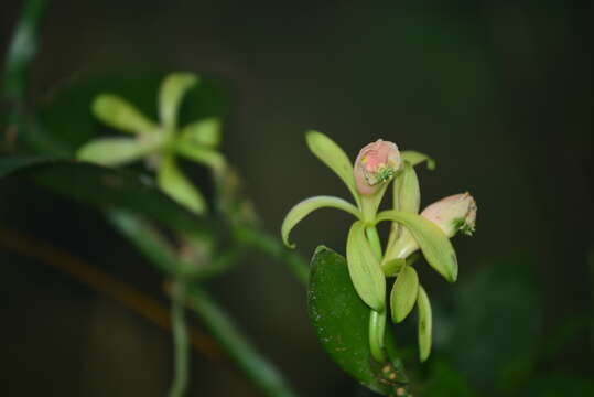 صورة Vanilla albida Blume