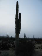 Image of Pachycereus pringlei (S. Watson) Britton & Rose