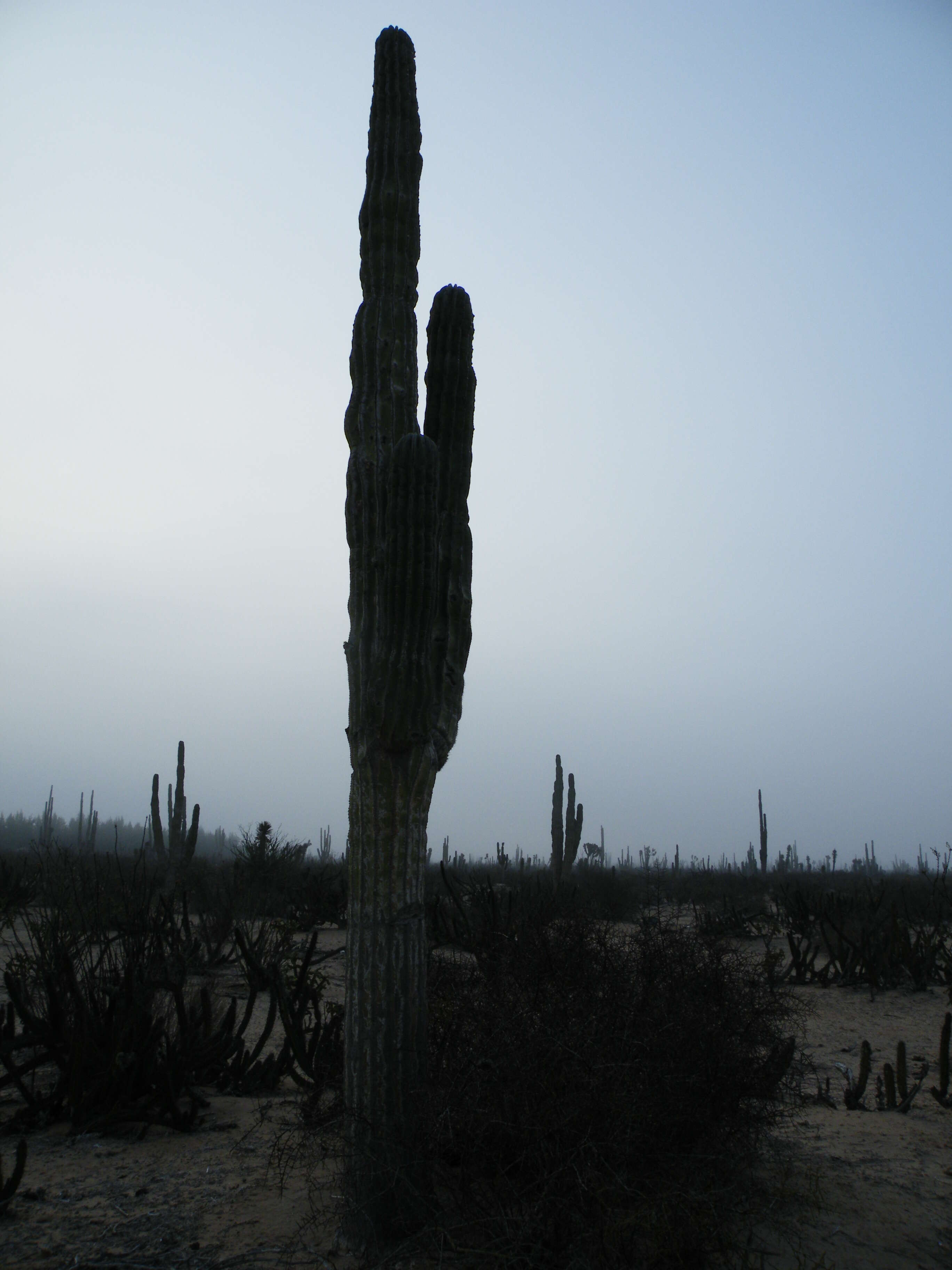 Image of Cardón Cactus