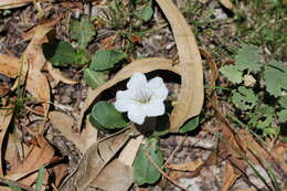 Image of Ruellia morongii Britton