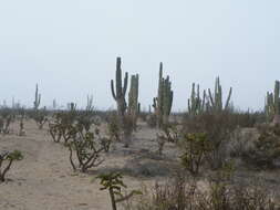 Image of Pachycereus pringlei (S. Watson) Britton & Rose