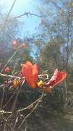 Plancia ëd Fernandoa madagascariensis (Baker) A. H Gentry