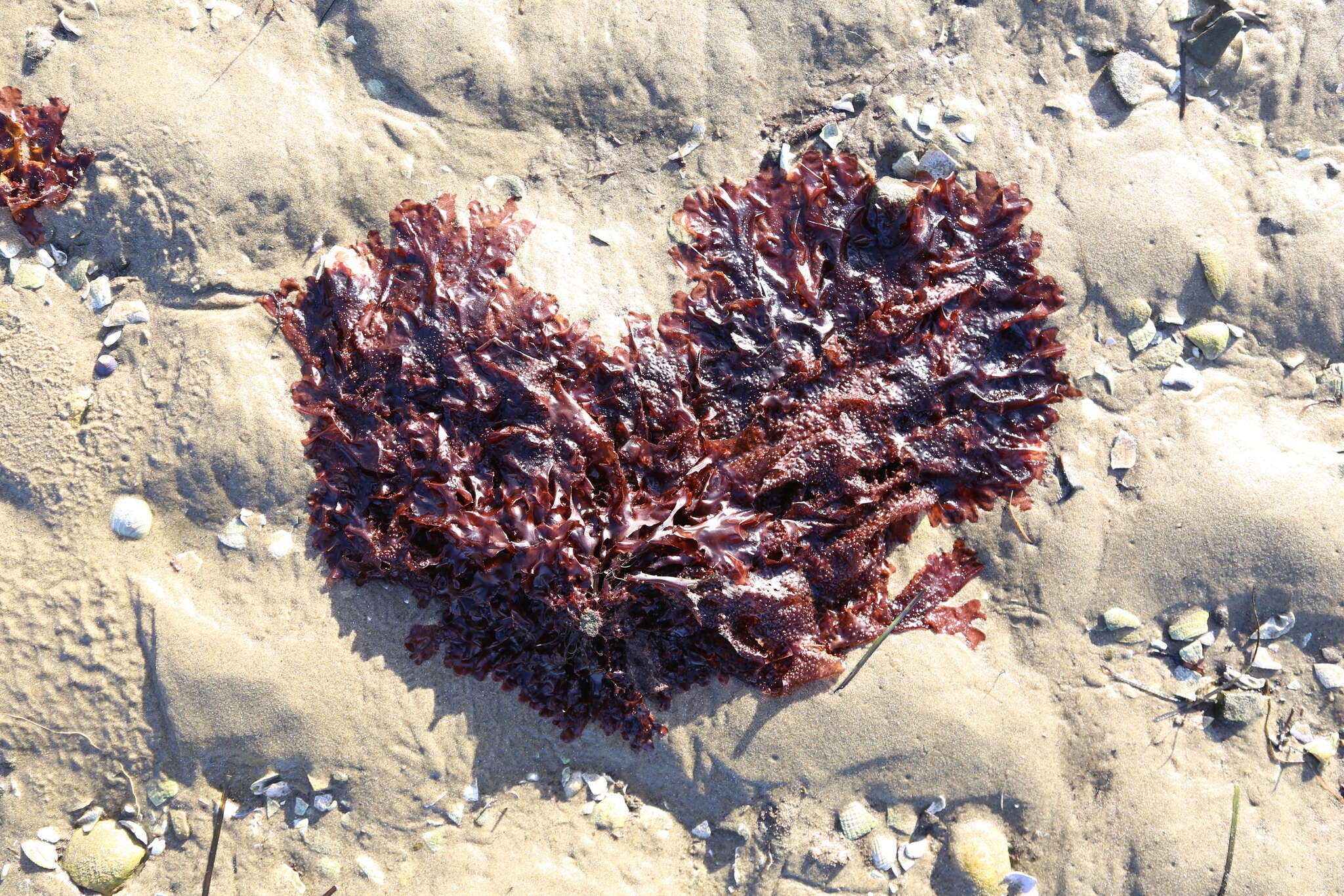 Image of Haraldiophyllum crispatum (J. D. Hooker & Harvey) Lin, Hommersand & Nelson 2007