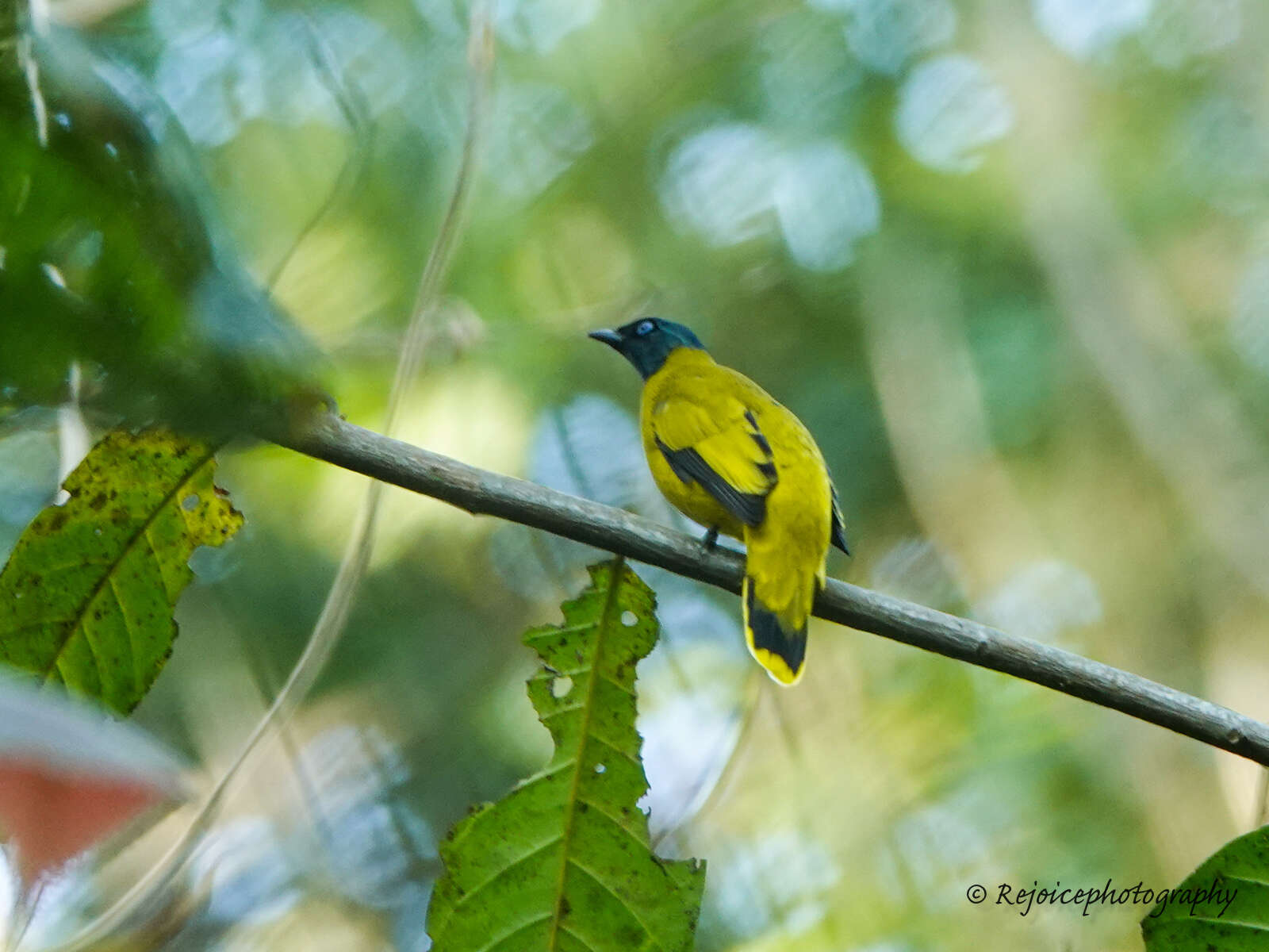 Image of Black-headed Bulbul