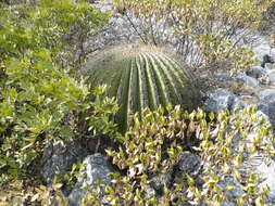 Image of Cactus