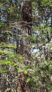 Image of Hickel's Fir