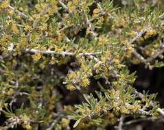 Prunus fasciculata subsp. fasciculata resmi