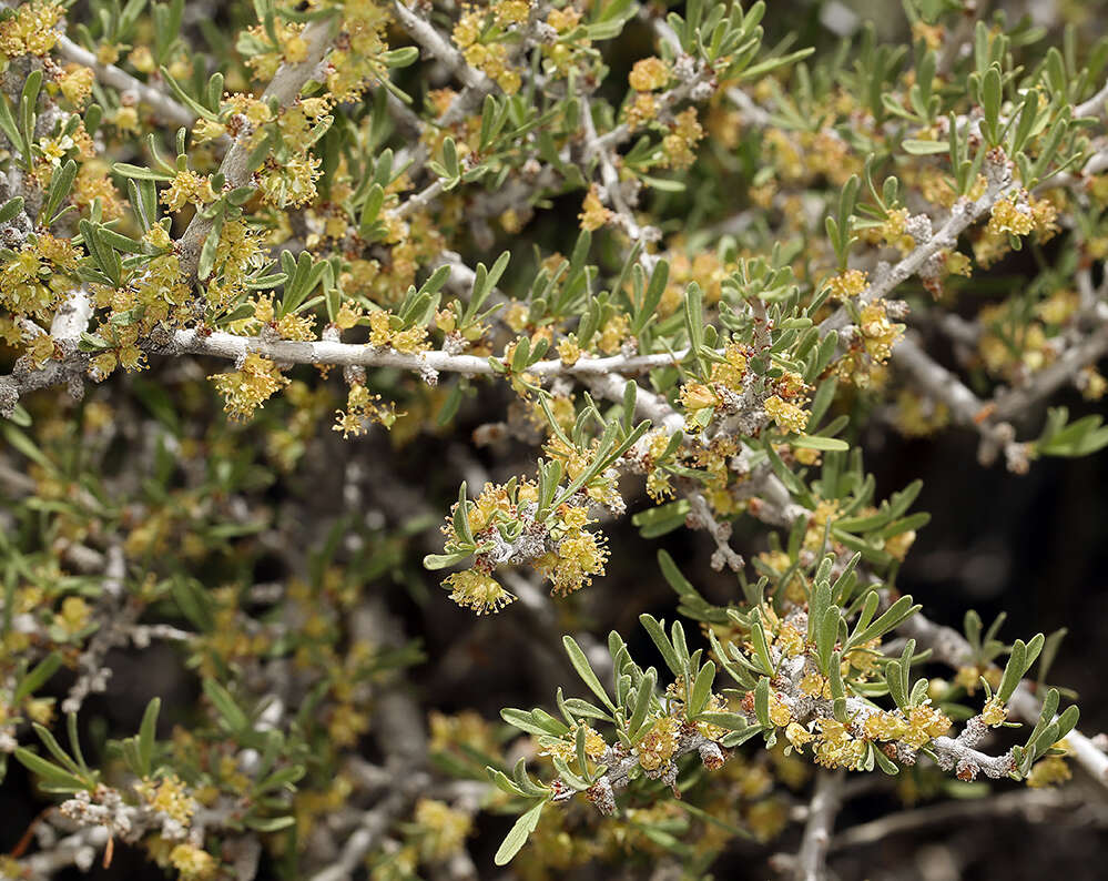 Prunus fasciculata subsp. fasciculata resmi