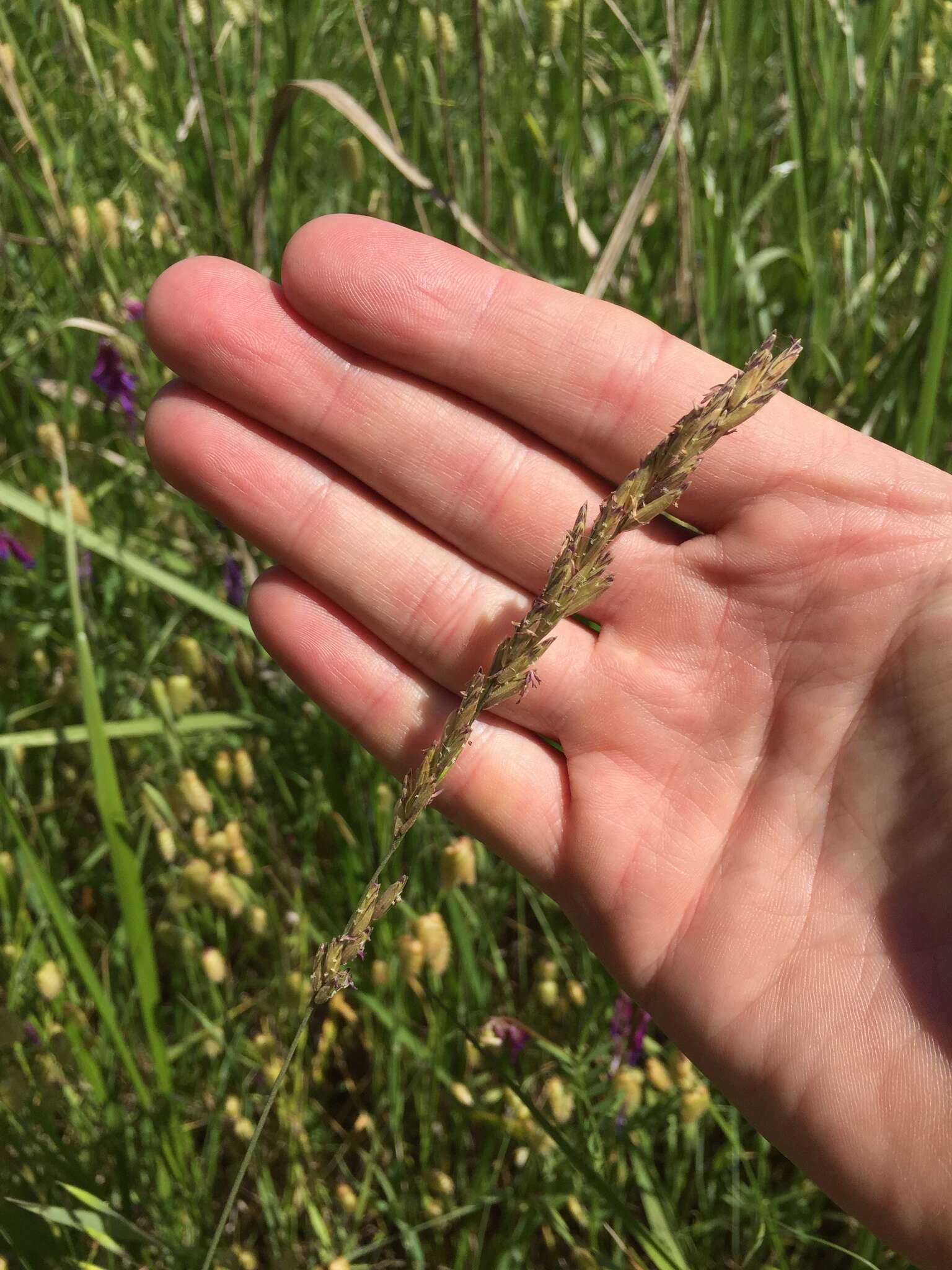 Image of California melicgrass