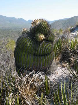 Image of Cactus