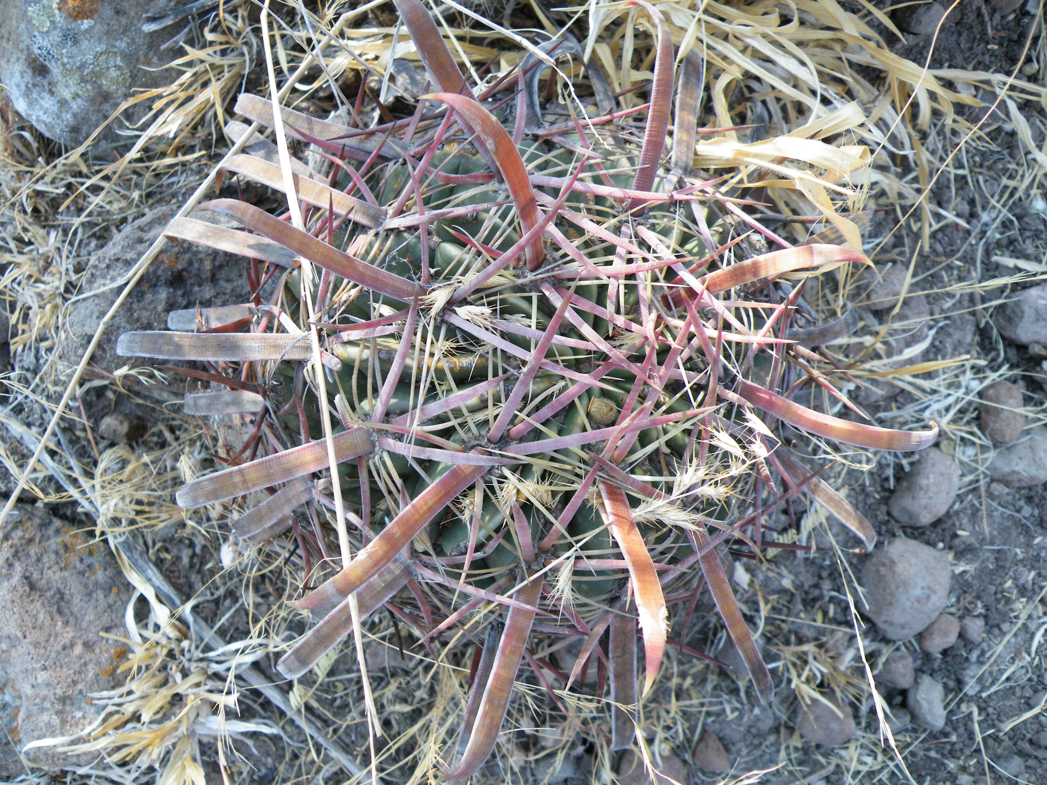 Image of Ferocactus latispinus (Haw.) Britton & Rose