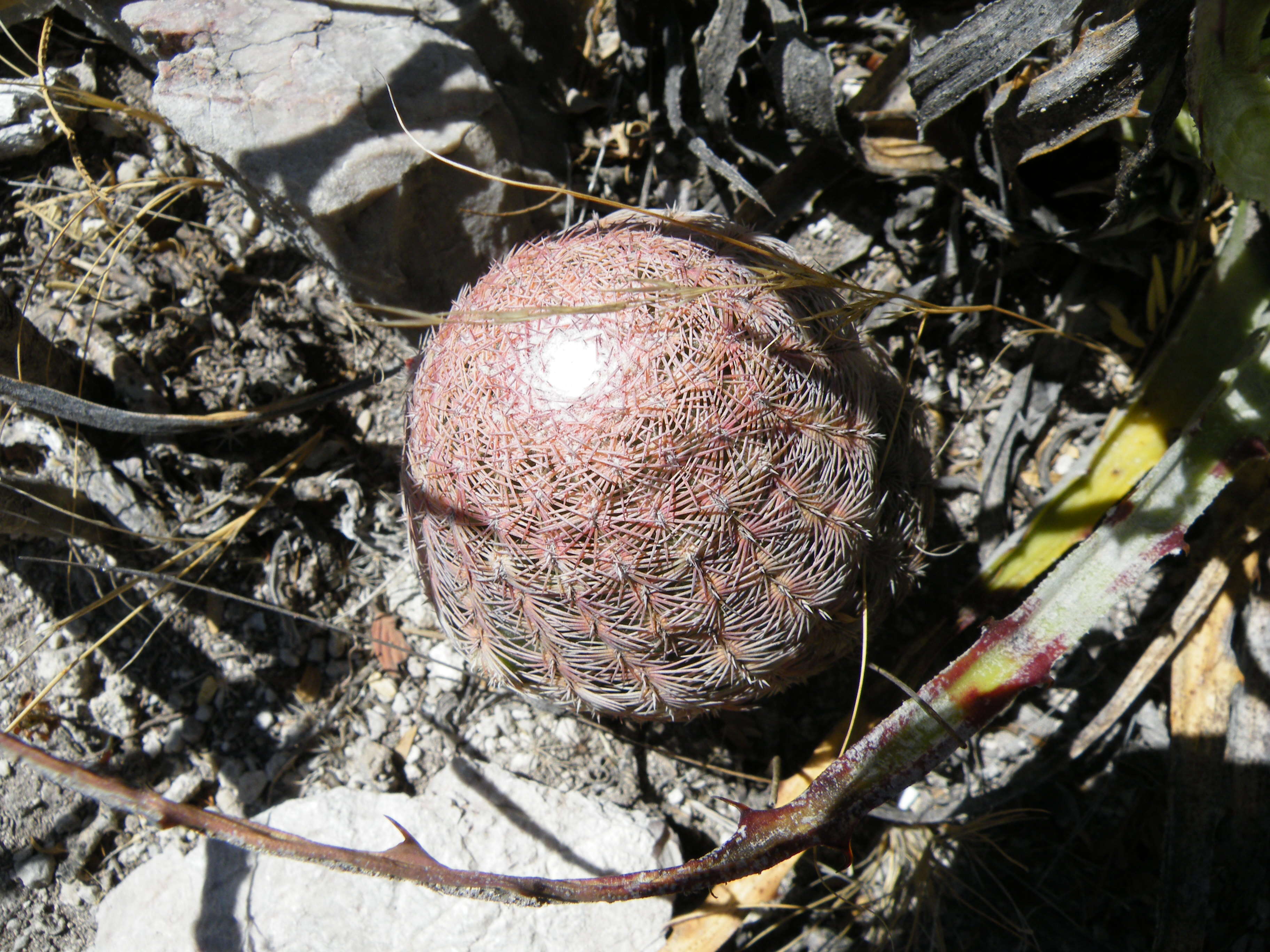 Image de Echinocereus pectinatus (Scheidw.) Engelm.