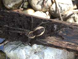 Plancia ëd Dolomedes holti Carico 1973