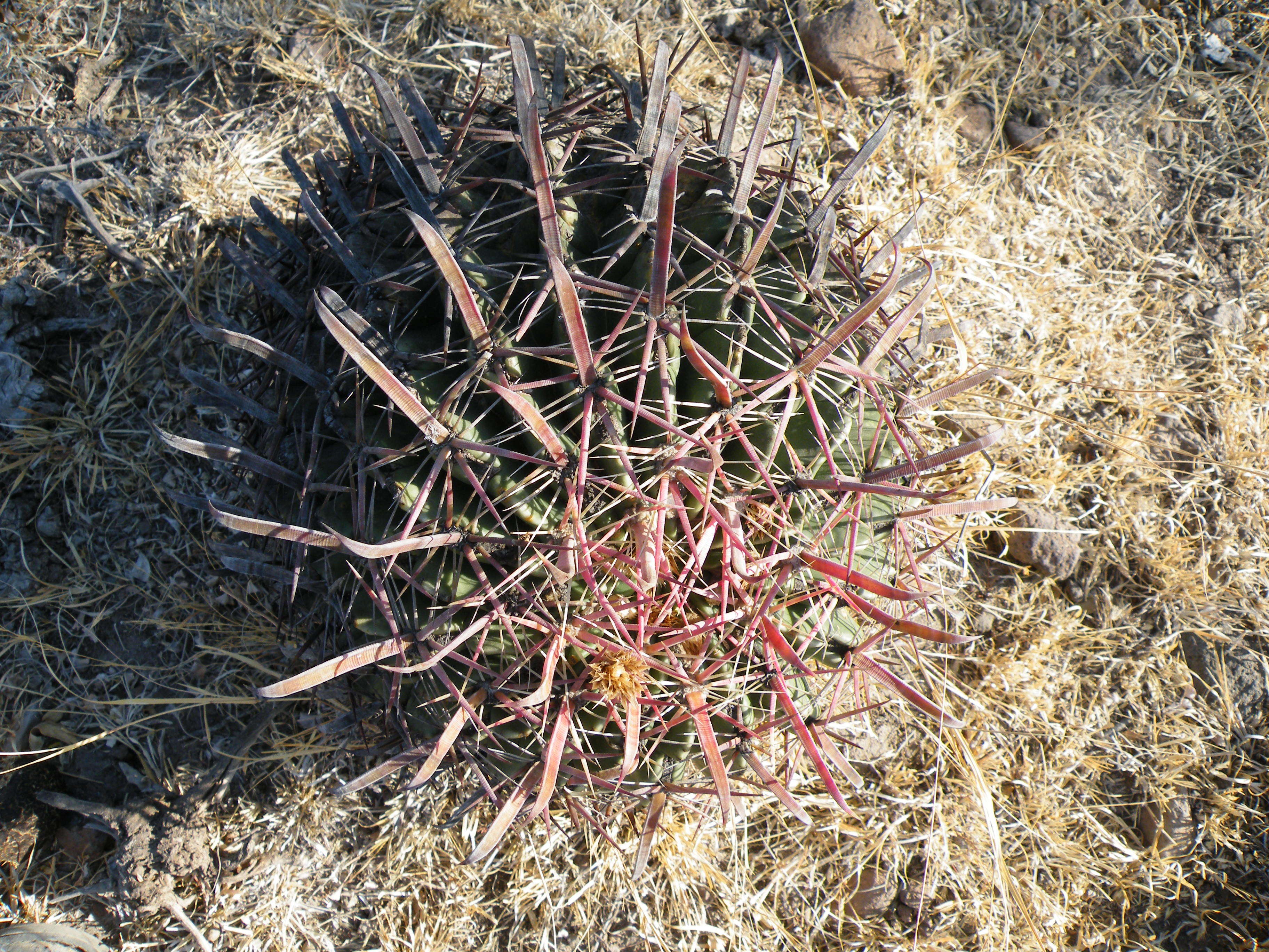 Image of Ferocactus latispinus (Haw.) Britton & Rose